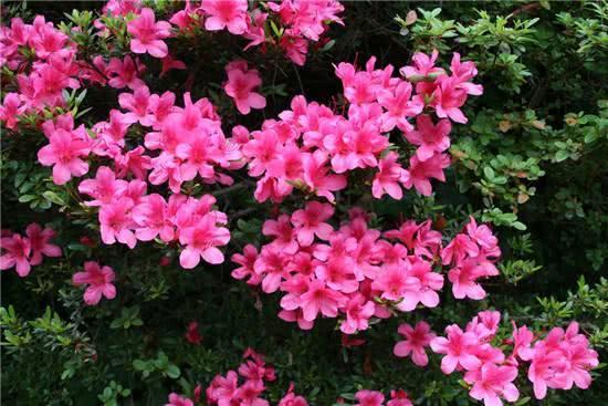 新几内亚天堂鸟，地球上长得极其怪异的6种奇特生物（新几内亚岛——几乎在地球上未被探寻的“失落的世界”）