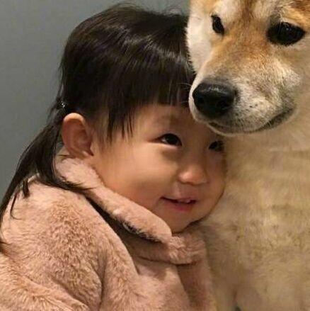 柴犬情头，微信头像，柴犬情头（我还是没找到一起用狗狗情侣头像的人...）