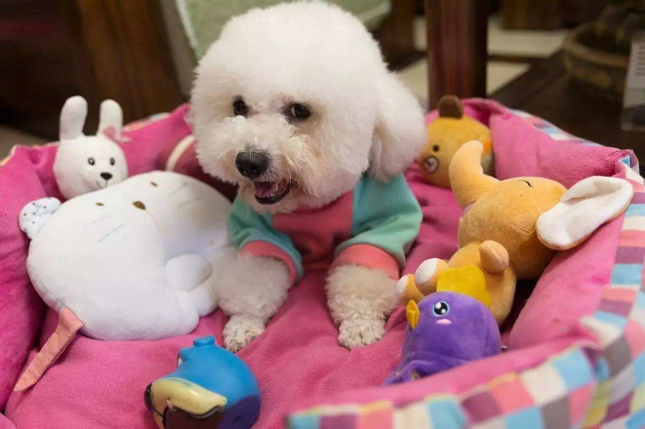 (标体比熊是小型犬还是中型犬) - 珍缘易学