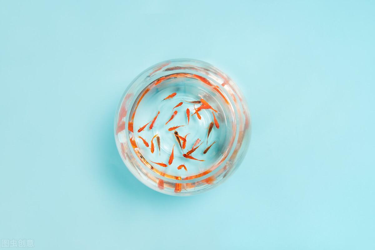 金鱼一天喂几次(金鱼一天喂几次比较适合)