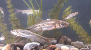 三叶唇鱼介绍，双唇鱼学名叫什么（鱼类：中国淡水鱼类图谱）