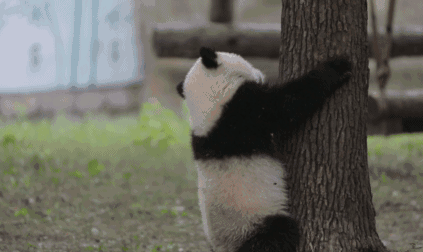 熊猫为什么喜欢抱大腿，熊猫抱大腿（大熊猫躲在树顶不回家）
