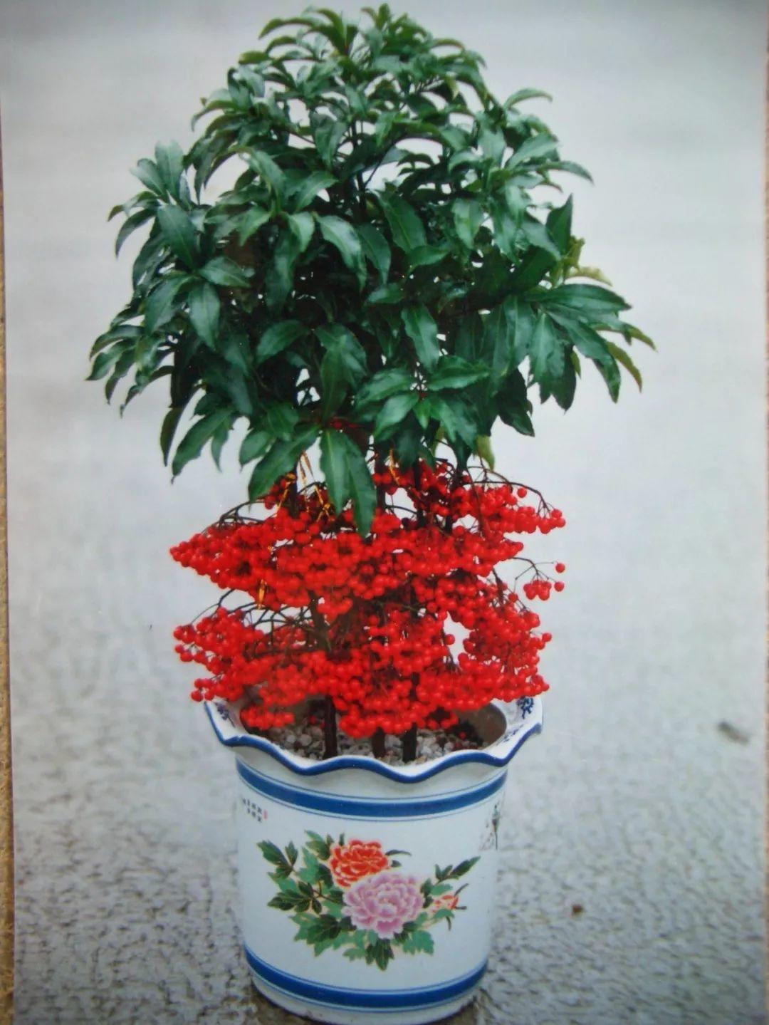 富贵籽,又叫百两金,黄金万两,它红彤彤的果子在翠绿叶片的衬托下,特别