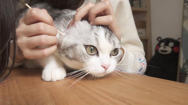 小猫多大可以洗澡，多大的猫咪可以洗澡（原来这么多年，铲屎官都错了）