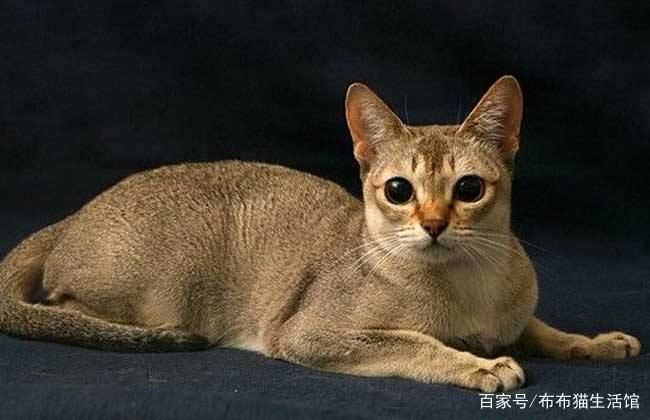 猫的品种介绍及图片，42种宠物猫的品种大全