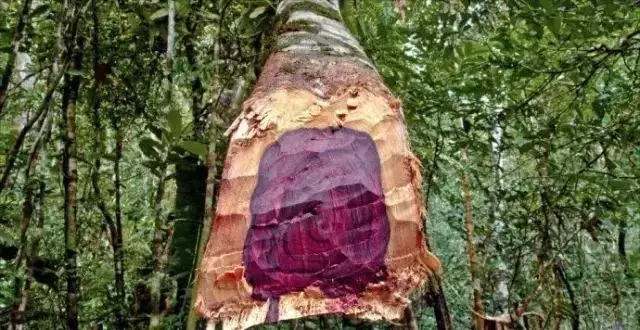 缅甸花枝是红木吗，缅甸花枝是红木吗值钱吗（18种濒危管制红木木种盘点）