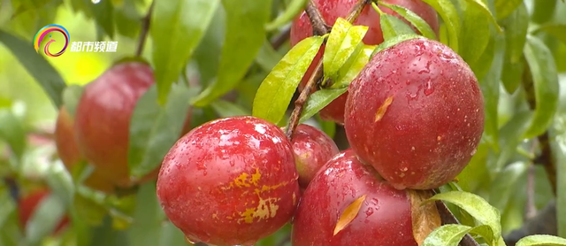油桃季节是几月份，油桃在几月份成熟（又甜又水，是初夏的味道）