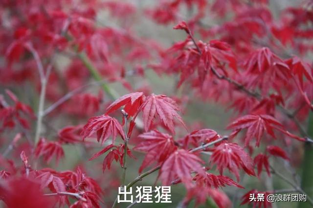 什么样的枫树填空。，什么的枫树填空词语二年级（增添了花园四季色彩之美）