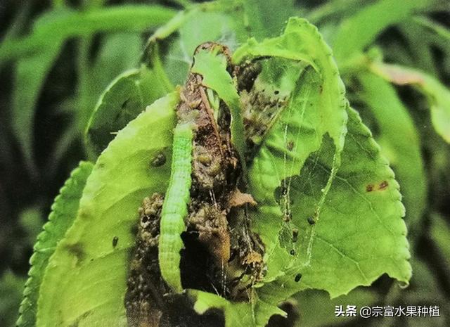 水果虫子到处飞怎么处理，水果虫子到处飞怎么处理视频（在果树叶片上看见有丝网与粪便）