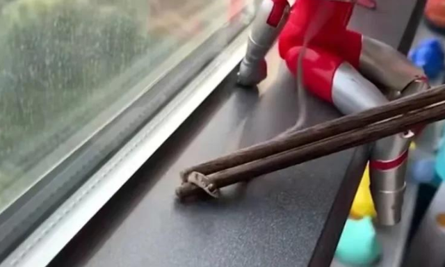 十块钱的无毒小宠物蛇，宠物蜥蜴种类（网购盆栽里竟钻出十余条小蛇）