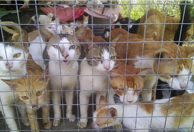 猫肉的功效与作用，猫肉的功效与作用胡小翠（这些地方猫的命运比狗还惨）