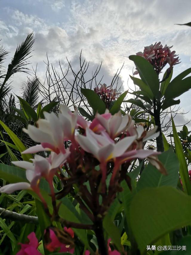 三沙市花是什么花，三沙市有多美（一草一木已嫣然——三沙鸡蛋花）