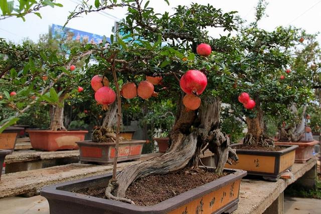 排名第一最好的镇宅树，镇宅招财旺人的植物（4种树“进宅”）