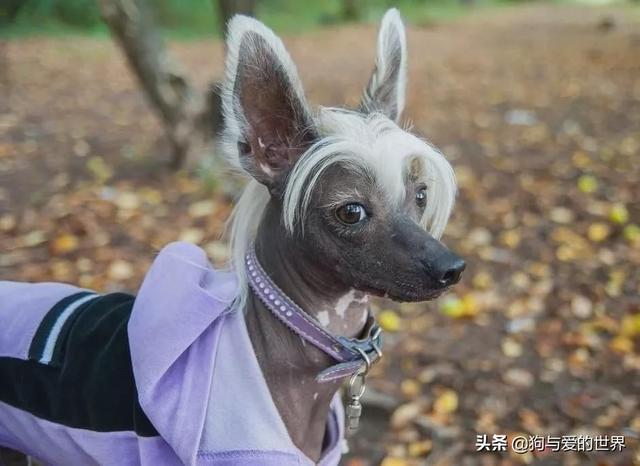 冬天狗在外面能冻死吗，快别说狗不怕冷了