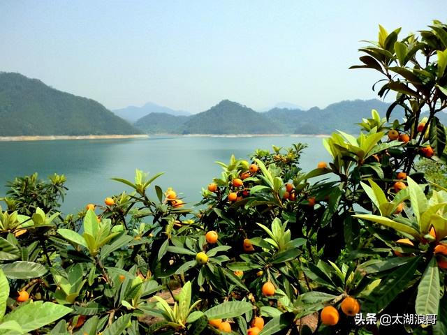 白枣吃了有什么作用急急急，白枣的营养价值及功效（开启了太湖洞庭一年的花果飘香）