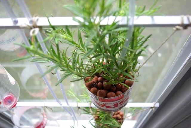 迷迭花花语，迷迭香的花语勿忘我（为啥我经常修剪还能长成灌木丛）