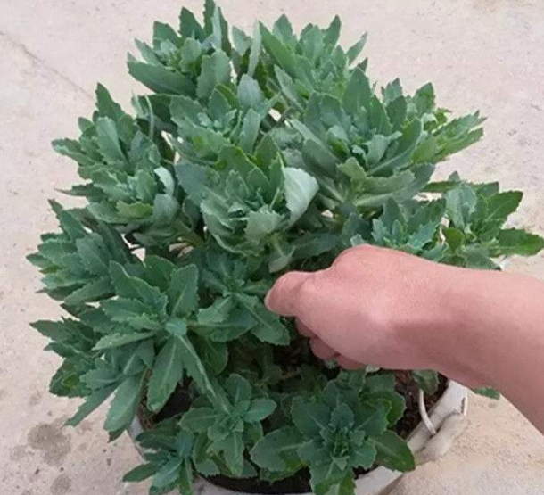 农村的蝎子草作用与功效，蝎子草图片（爱养花的花友别错过）
