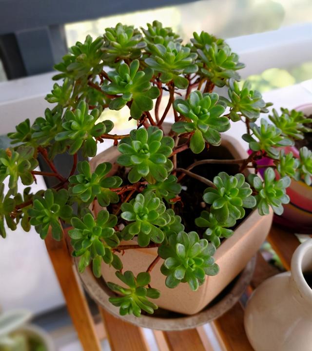 多肉植物的特点，多肉植物的特点介绍（罗列多肉的优缺点）