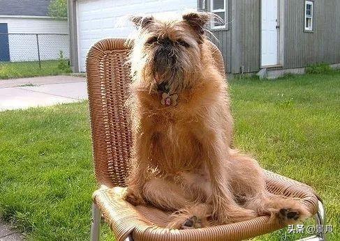 最丑的狗，全球最丑的十大狗狗排名（最丑的狗的品种）