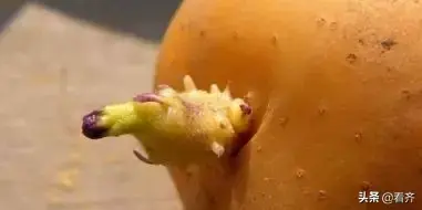 土豆发芽了把芽去掉还能吃吗，土豆把芽去掉能吃吗（土豆“发芽”不要扔）