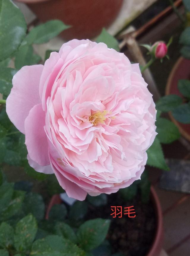 月季花是什么颜色的，月季花一般都是什么颜色（家里客厅摆这几种月季）