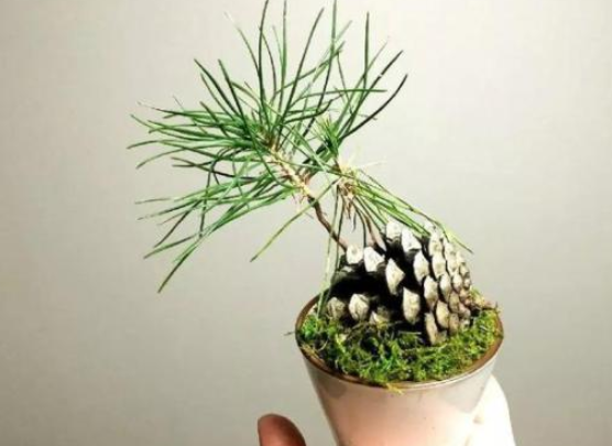 松塔的功效与作用，药用价值（可镇宅招财、提升档次）