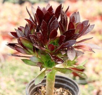 黑法师的养殖方法和注意事项，黑法师的养殖方法和注意事项视频（多肉界的“大魔头”黑法师）