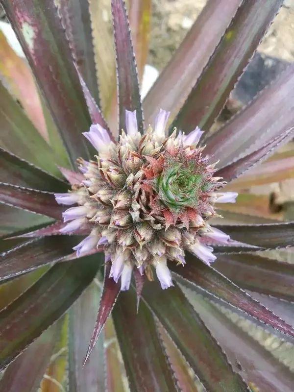 霸王花是火龙果的花吗，昙花、霸王花、火龙果花和令箭荷花的区别（奶奶把一根枝插土里）