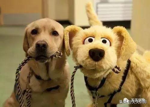 狗狗没精神怎么办，狗狗不吃东西还没精神怎么办（狗狗整天没有精神怎么办）