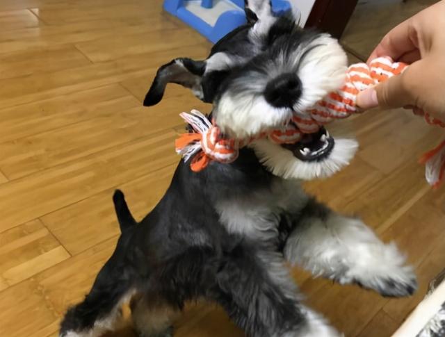 为什么很少人养雪纳瑞，为什么很少人养雪纳瑞狗（为啥现在人们不爱养雪纳瑞了）