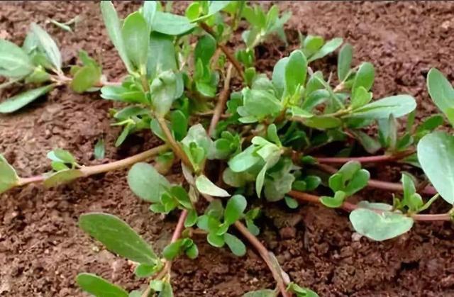 做清明果的草叫什么草，做清明果的那种草叫什么（春天不可错过的4种野菜）