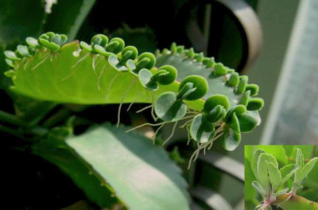 落地生根植物介绍,这种外来植物 - 玉三网