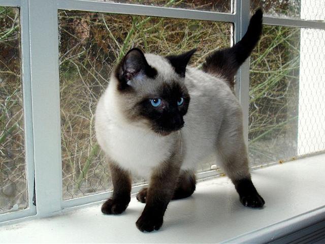 猫咪毛发颜色变黄是什么原因，气温、营养不良等原因都会导致其毛发变色