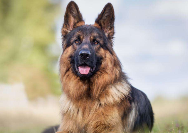 德国黑贝多少钱一只，最受孩子“欢迎”的6种狗（德国黑贝的价格）