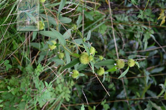 绣球防风,见过吗?治梅毒,癣疮,皮疹