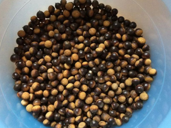 苦槠豆腐做法，苦槠豆腐做法大全（苦槠：苦涩只是它的保护色）