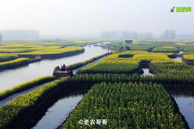 油菜花开的季节，适合家庭室内养的花与绿植（2019年全国油菜花开放时间表）