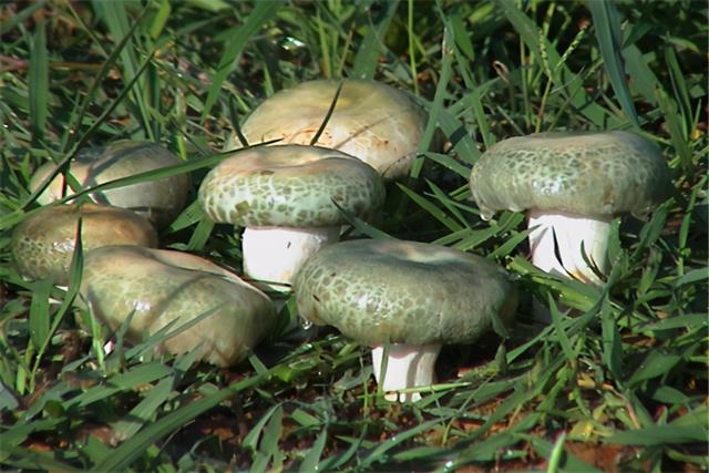 种类非常庞大的山珍,它们大多都具有很高的食用和药用价值,以野生的最