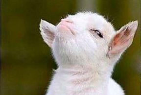 莫扎特是哪国人，莫扎特是哪国的（欧洲最难相处的凭什么是奥地利人）