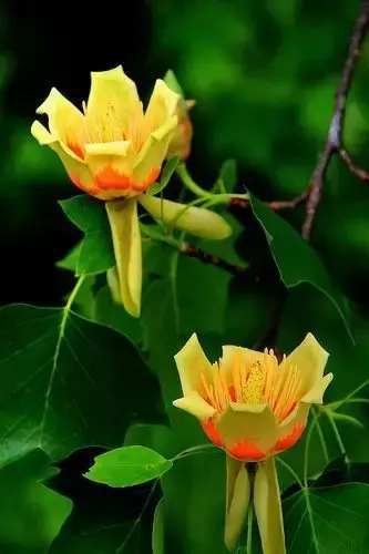 各种花开放的时间（100种常见花的花开时间附图）