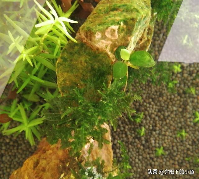 刚毛藻怎么除，刚毛藻如何去除（7种藻和去除方法）