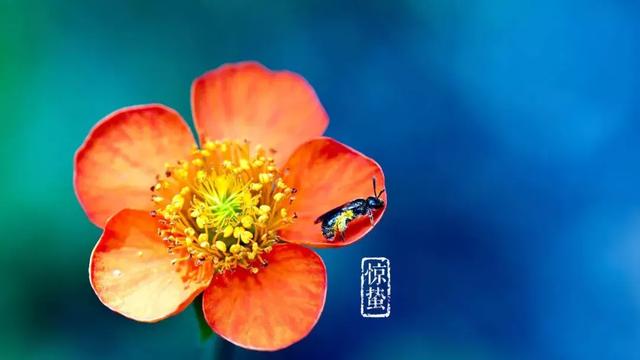 惊蛰是几月几日 惊蛰一般在哪一天，惊蛰是几月几日（万物复苏，今日惊蛰）