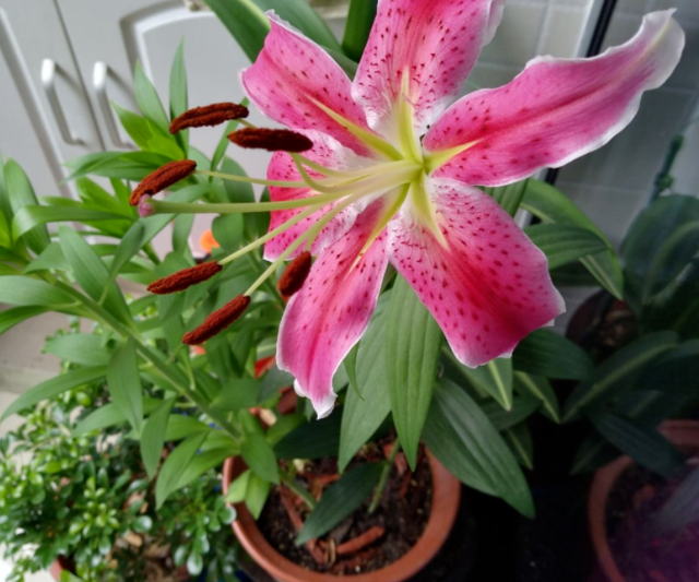 土培百合花怎么养，土壤百合花怎么养（一年四季都能有花赏）