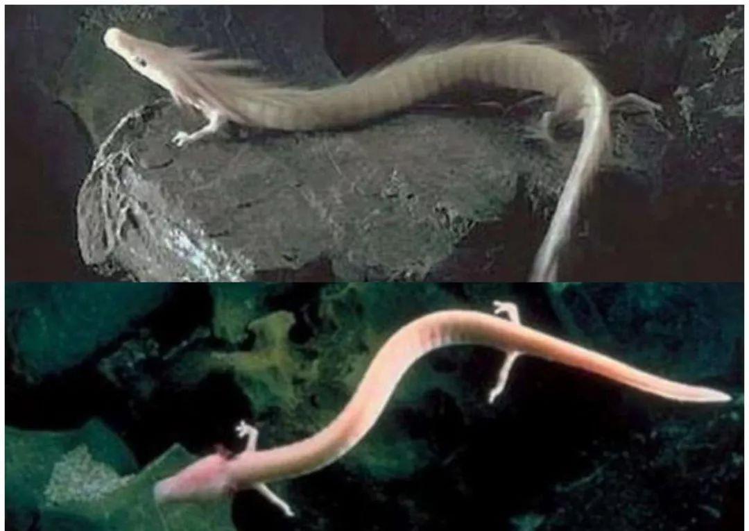 世界上有龙的存在吗，世界上有龙吗（地球上最像龙的生物是什么）