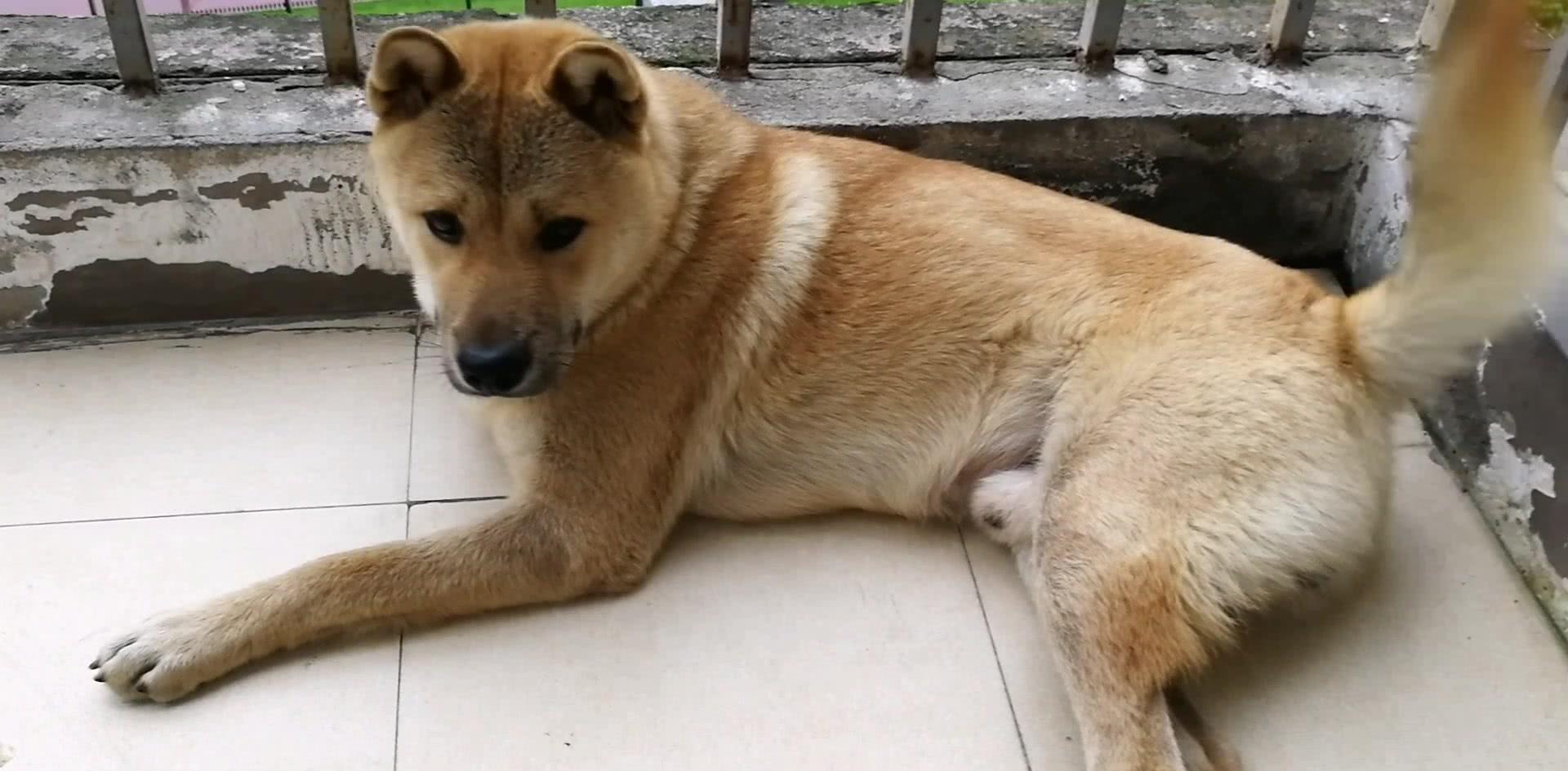 关于小狗的网名女,狗狗不同的名字 - 玉三网