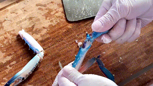 香辣梭子蟹的做法，秘制香辣梭子蟹的做法步骤是什么（秘制香辣蟹这样做才正宗）