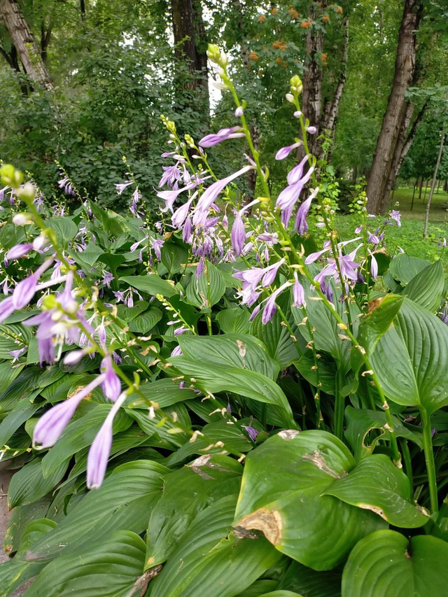 花的歌曲有哪些，描写花的歌曲有哪些（6种花是“活香水”）