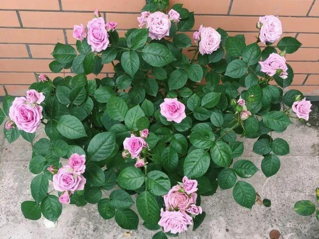 瓜子属于坚果吗，瓜子花生属于坚果类吗（给花吃点瓜子）