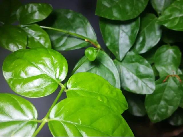 瓜子属于坚果吗，瓜子花生属于坚果类吗（给花吃点瓜子）