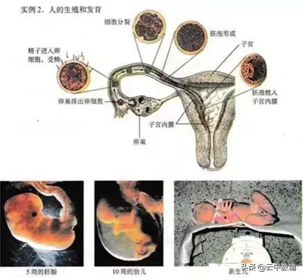 大肠杆菌菌落特征，大肠杆菌培养（一位高中生物老师分享对生物的理解）